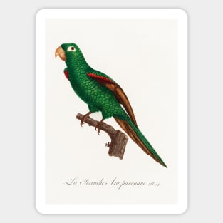 The Eclectus Parrot, Eclectus roratus from Natural History of Parrots (1801—1805) by Francois Levaillant. Sticker